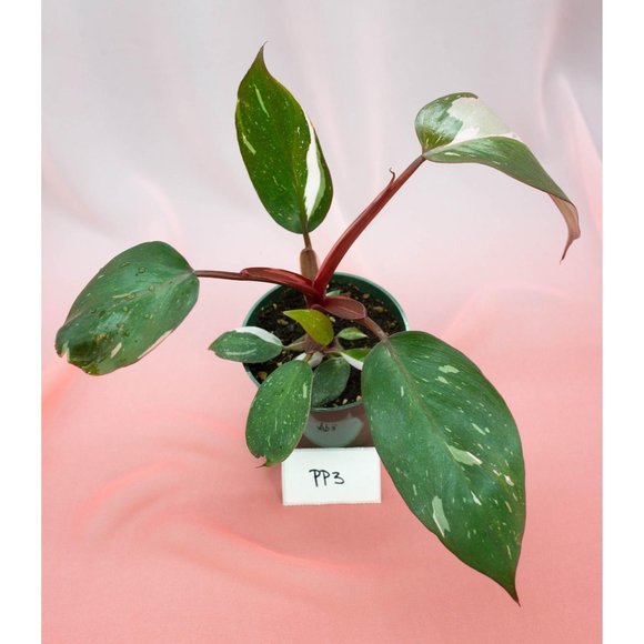 Pink Princess Philodendron 4" US Seller | RARE Pot - Picture 2 of 4